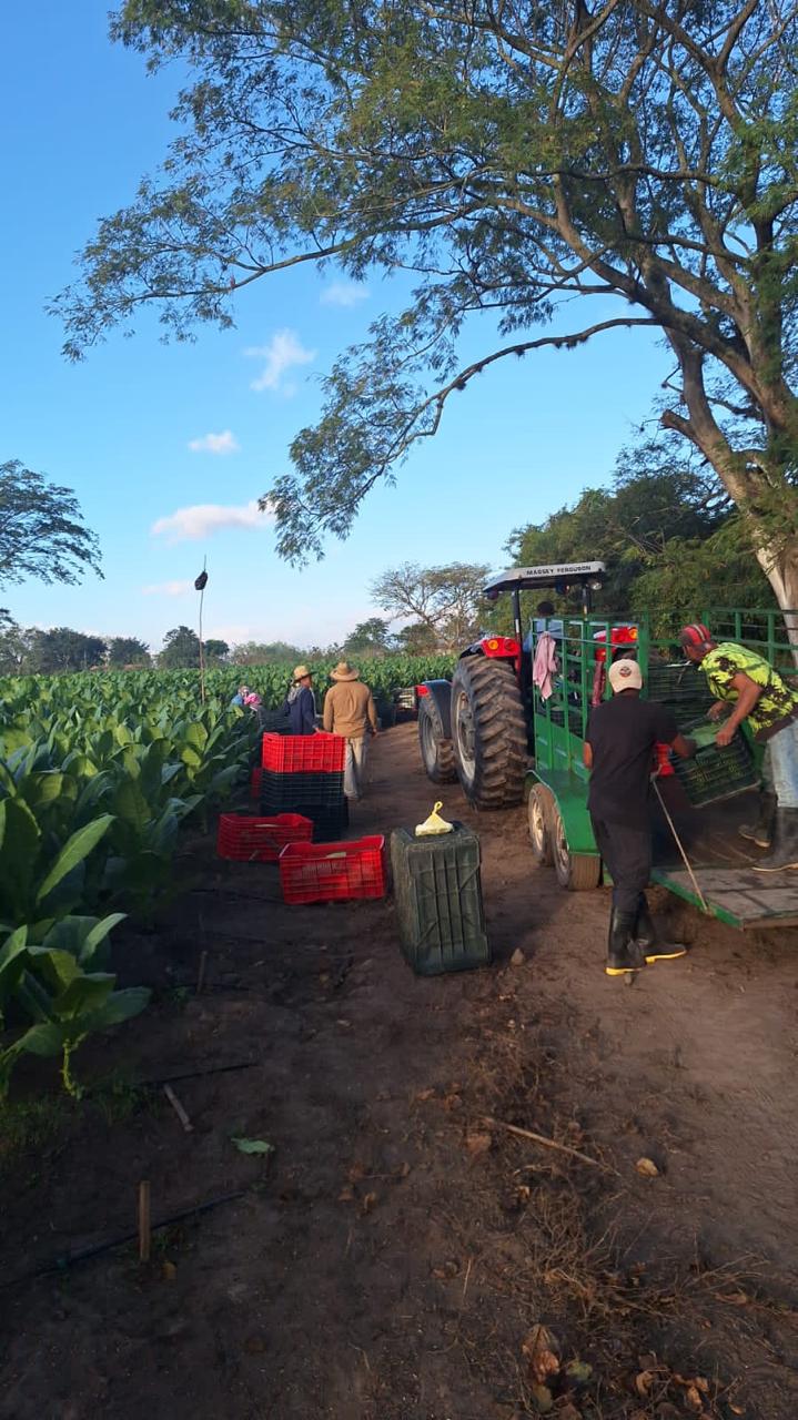 Transporte de cosecha