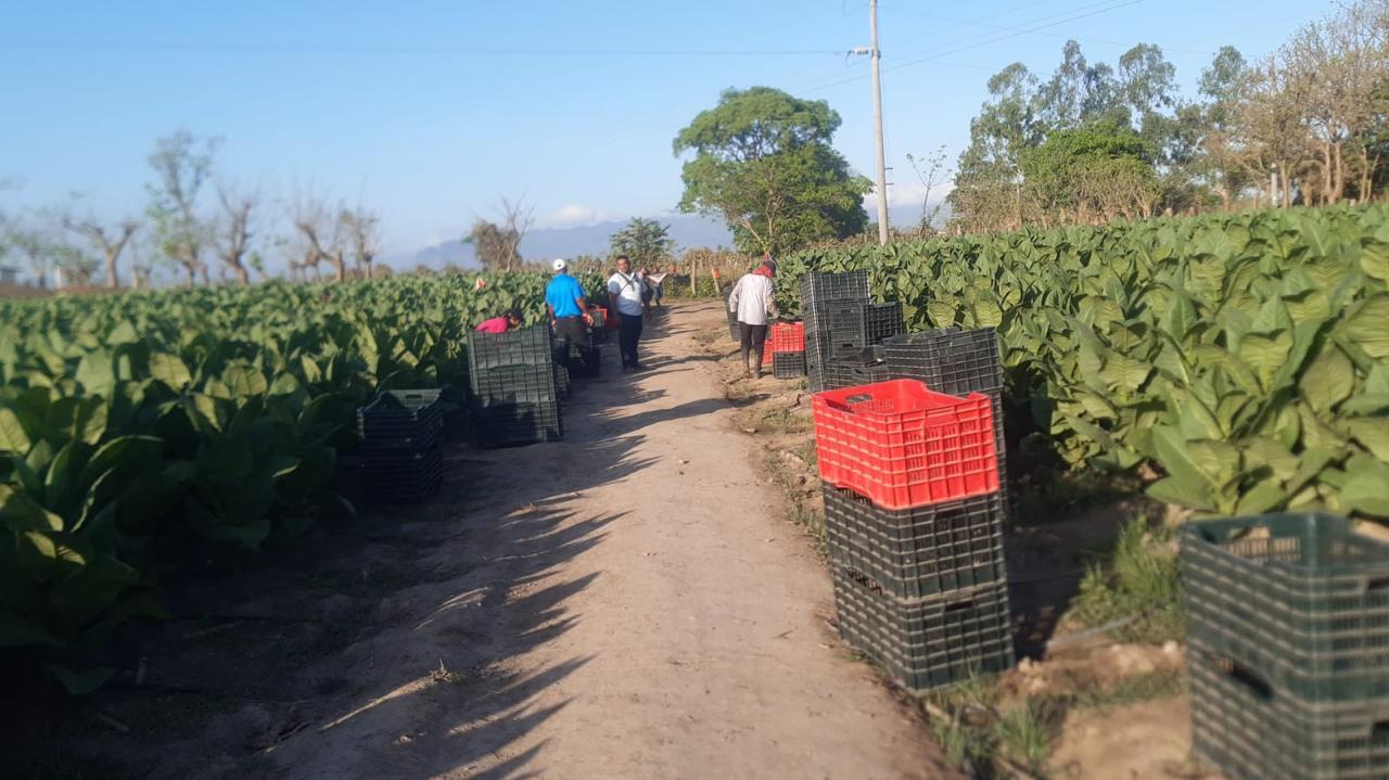 Cajas recolectadas