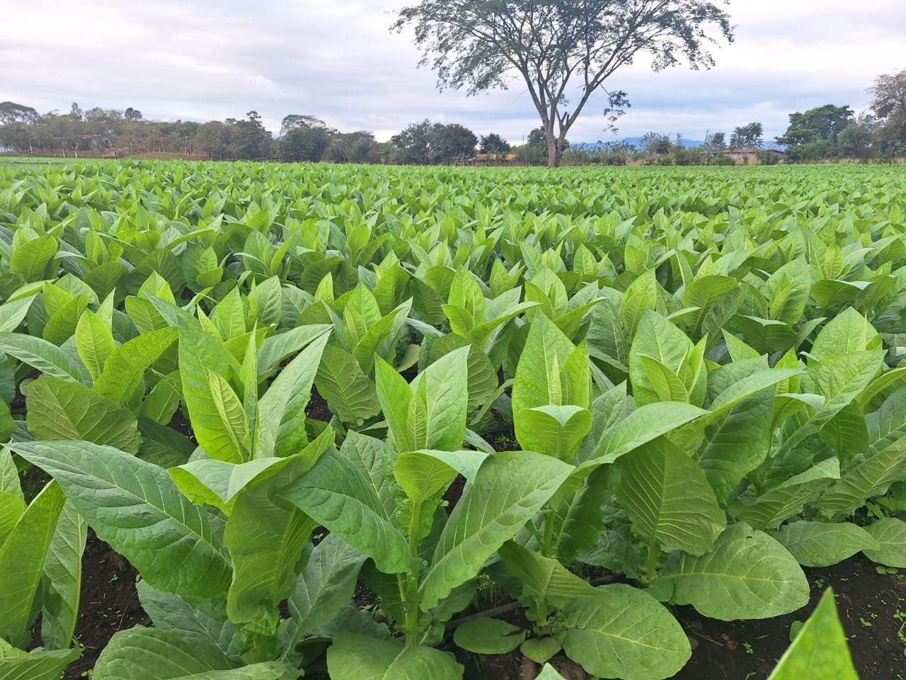 Plantación joven