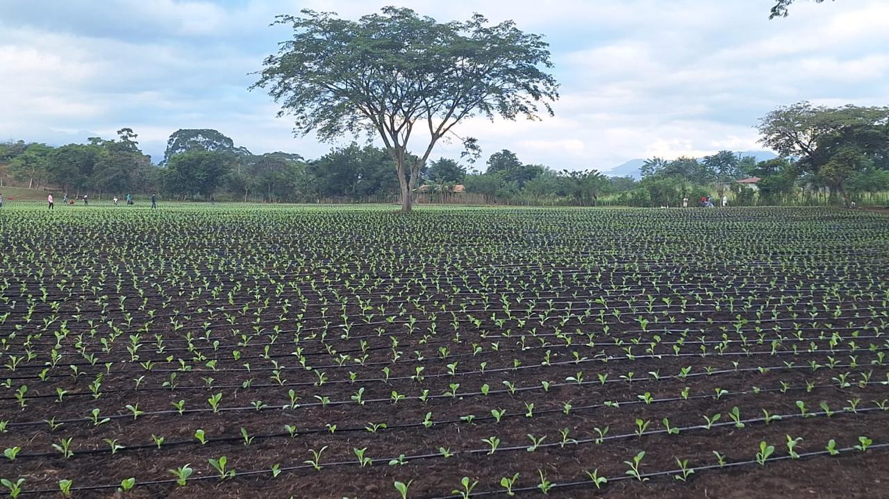 Campo con sistema de riego