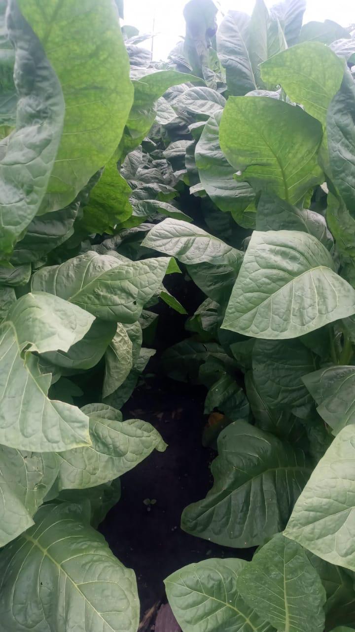 Plantas en crecimiento
