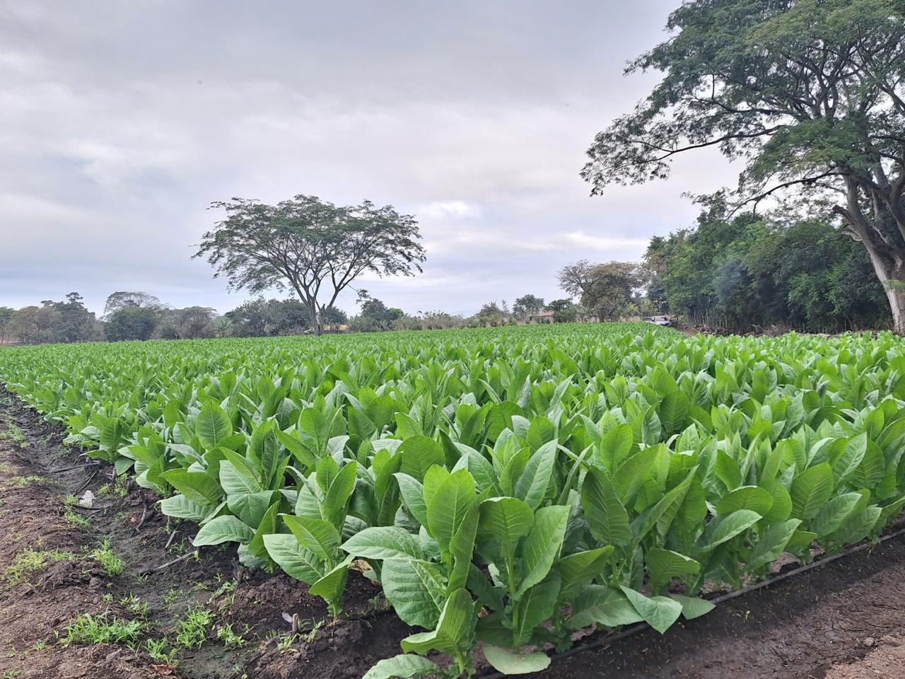 Campo de tabaco