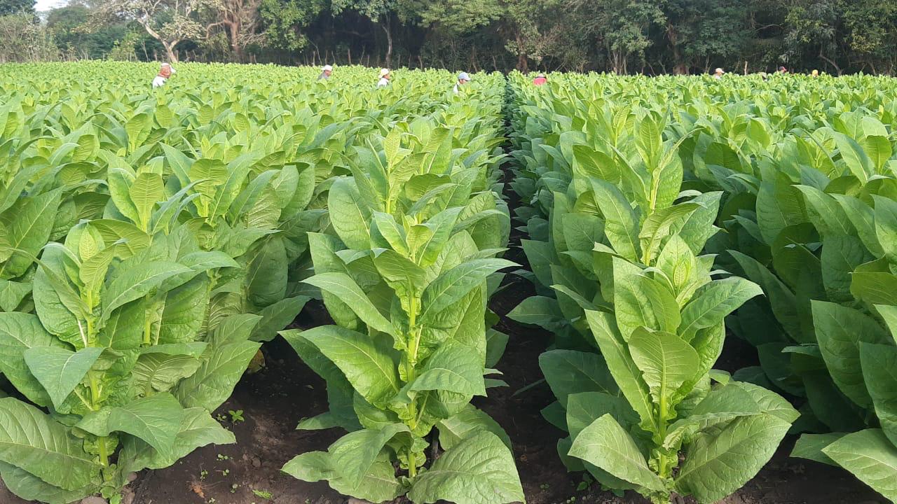 Cultivo saludable