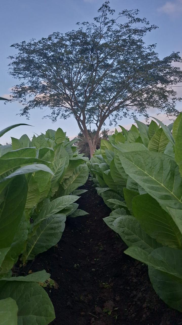 Atardecer en el cultivo
