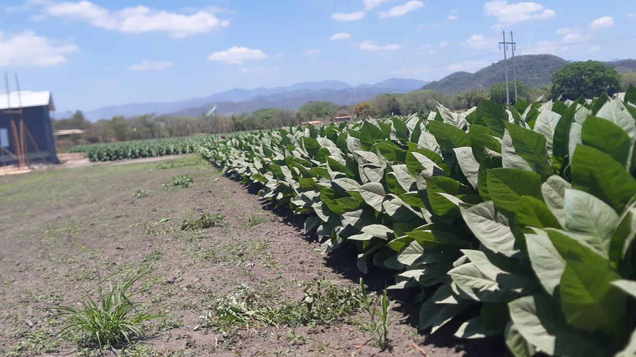 Vida en la finca