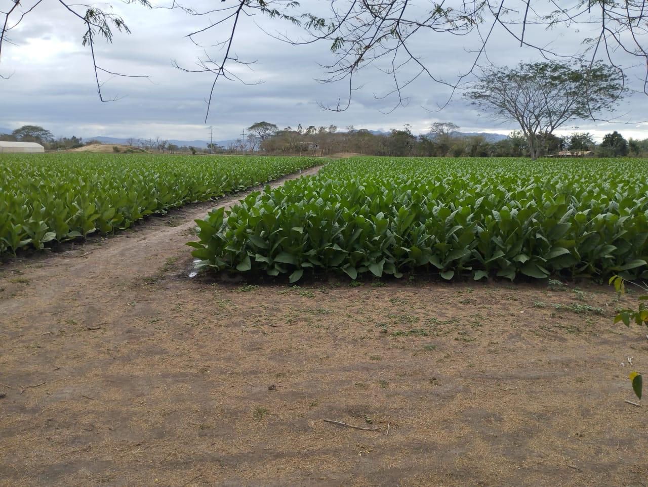 Campo de tabaco extenso
