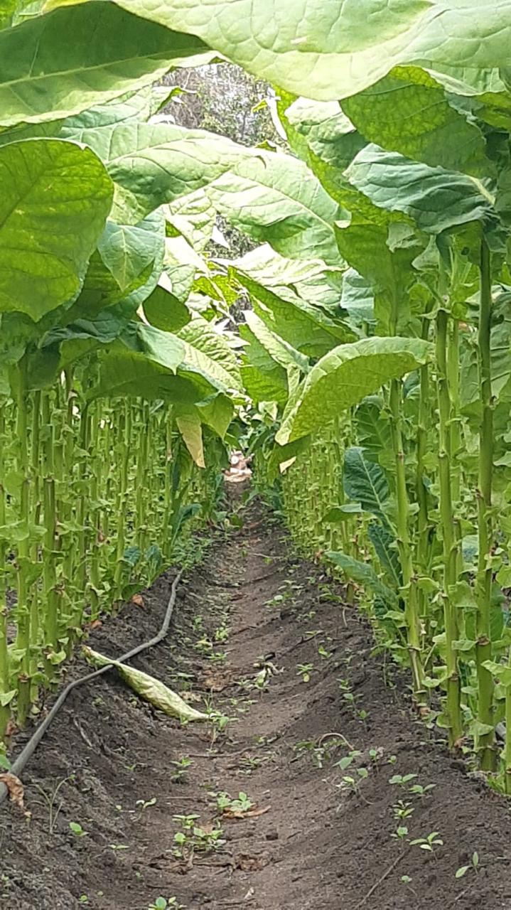 Plantas despalilladas