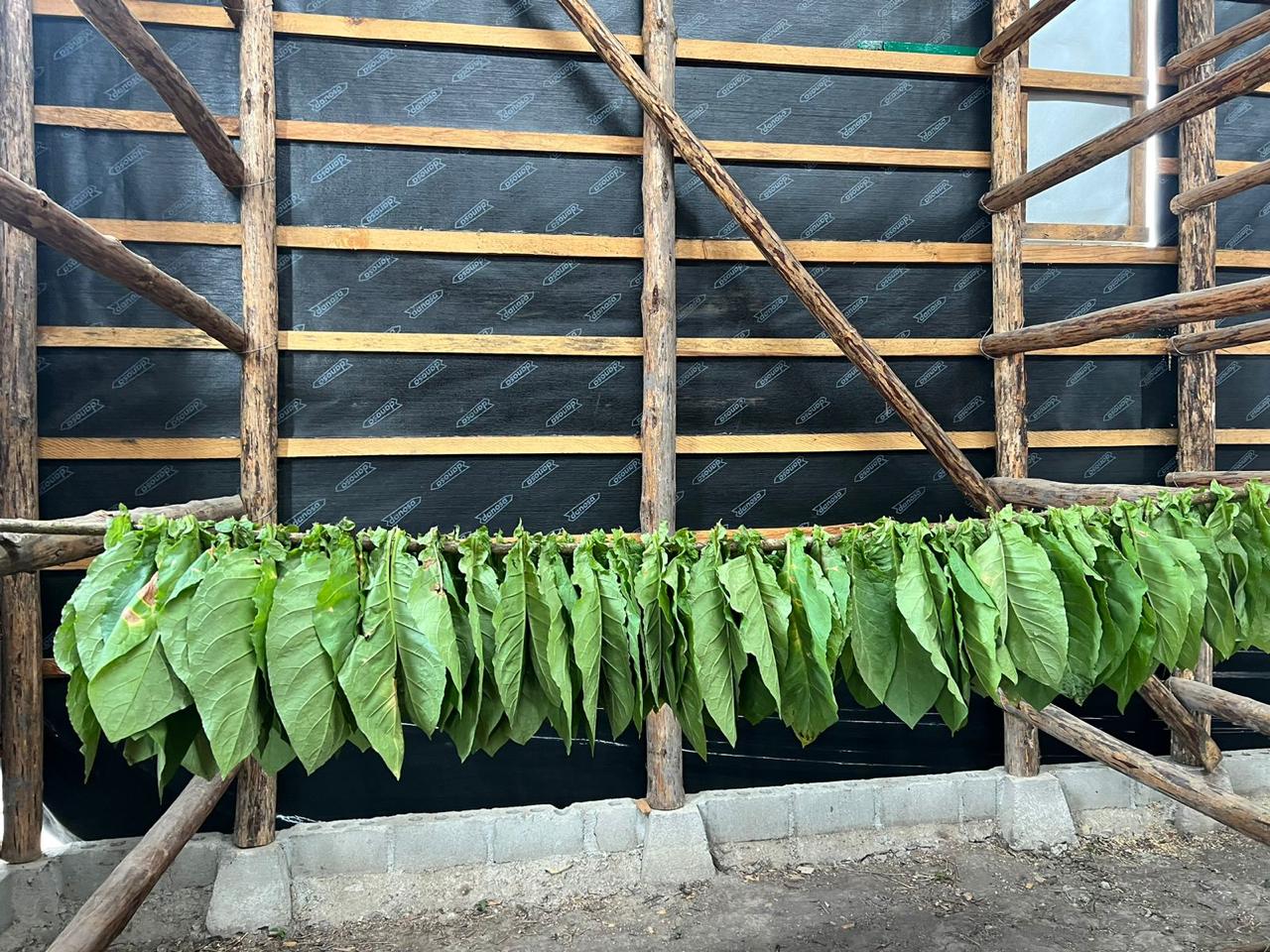 Hojas colgadas en varillas