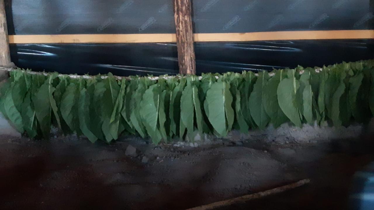 Proceso de curado