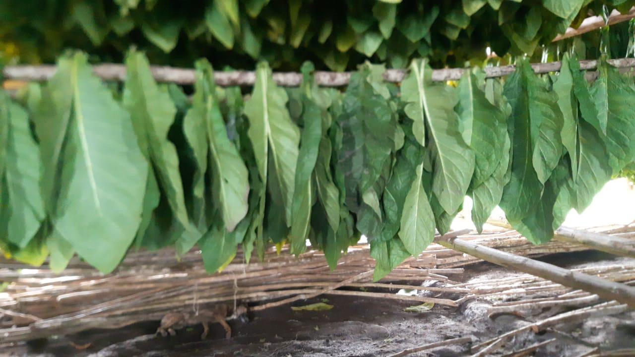 Hojas en fase de secado