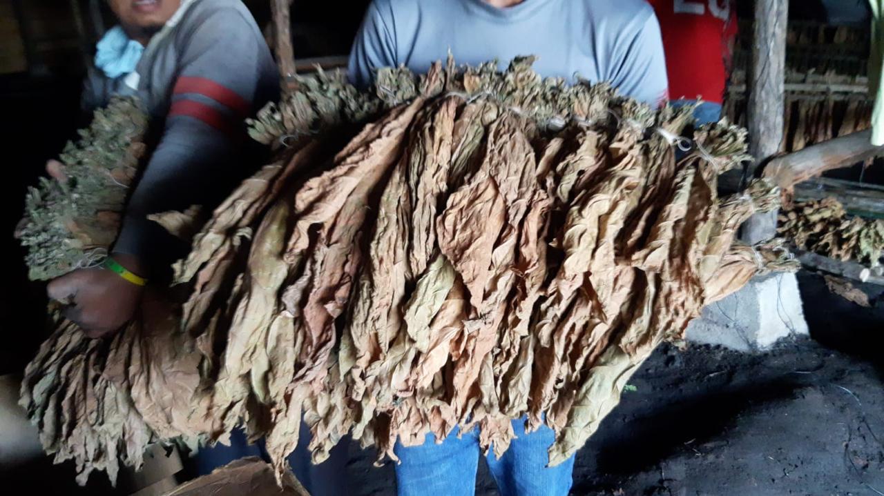 Manojos listos