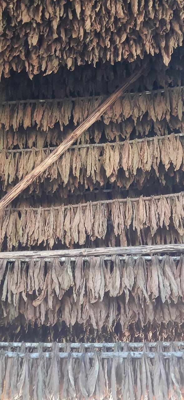 Tabaco curado colgando