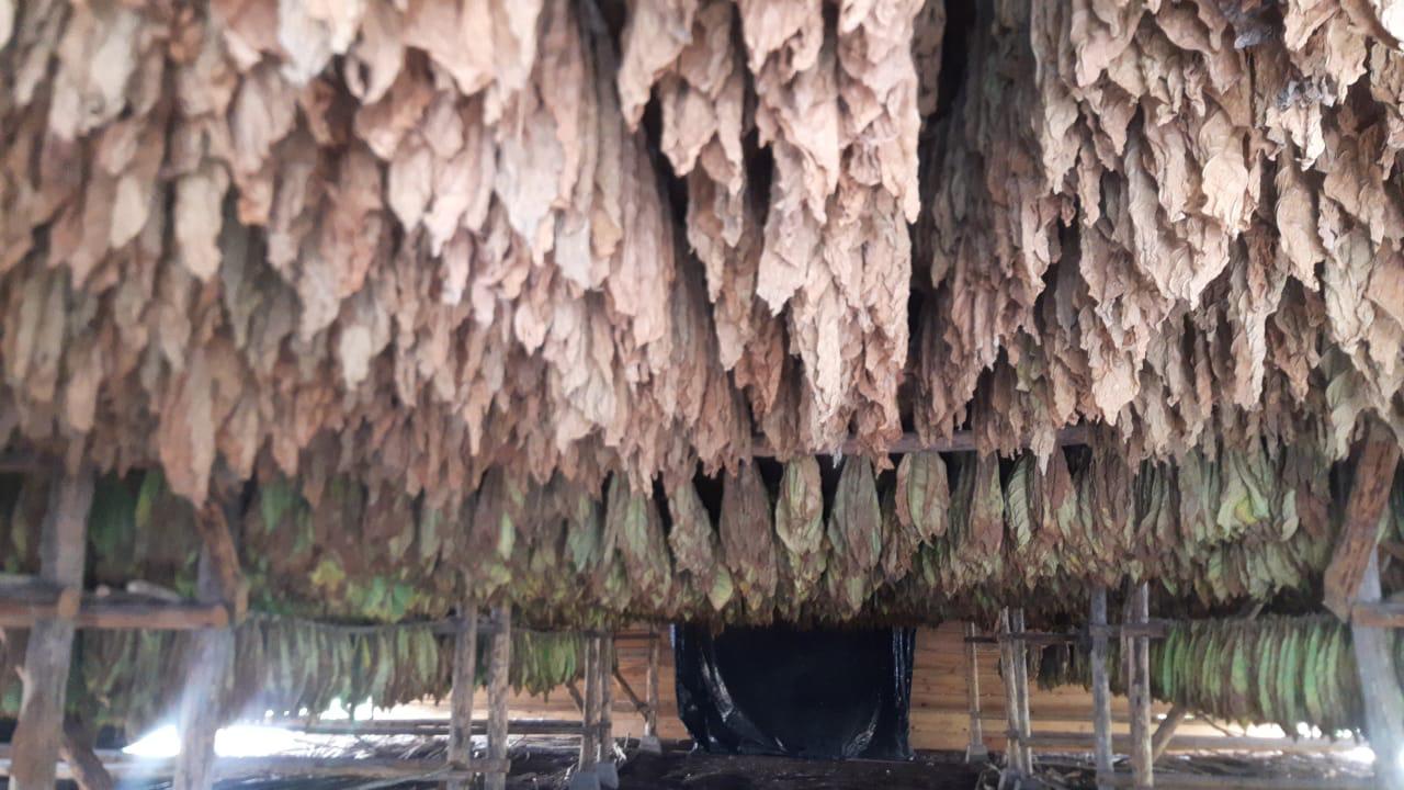 Tabaco en etapa final de curado