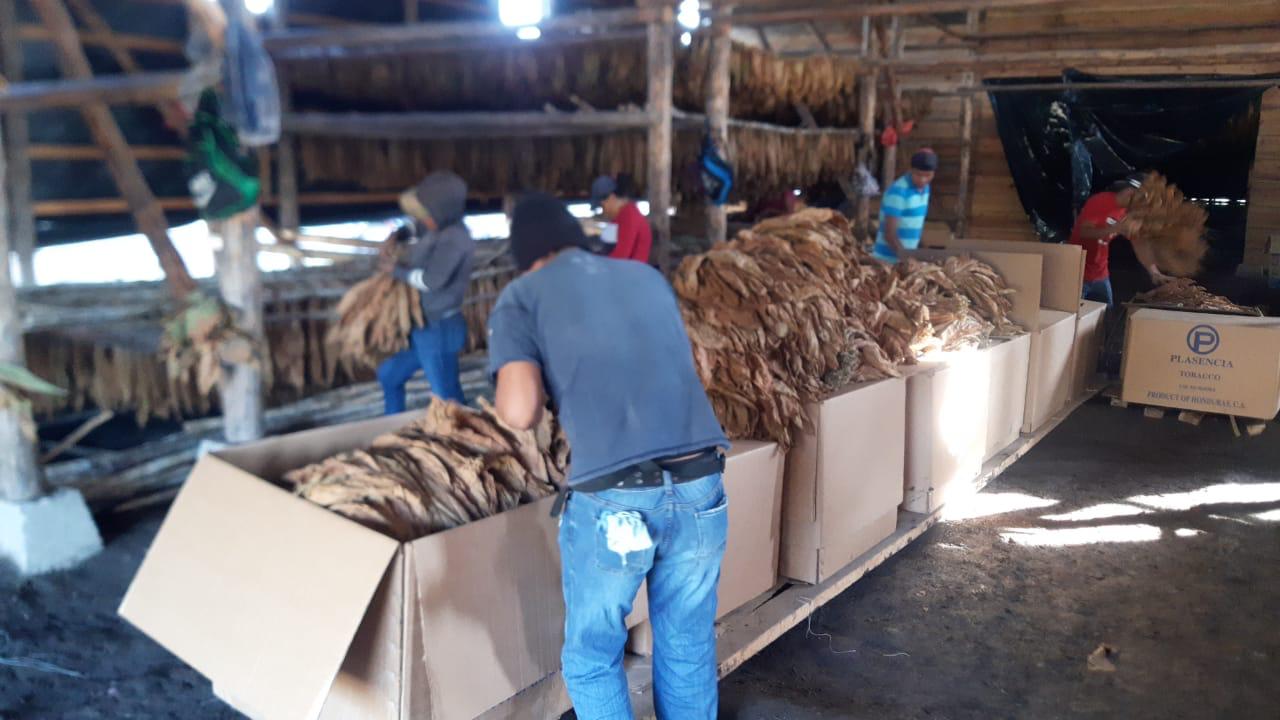 Empacado para Plasencia Tobacco