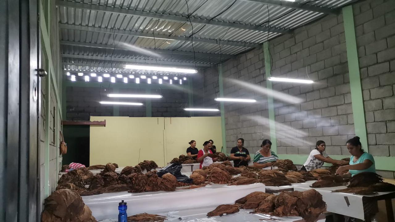 Clasificación del tabaco