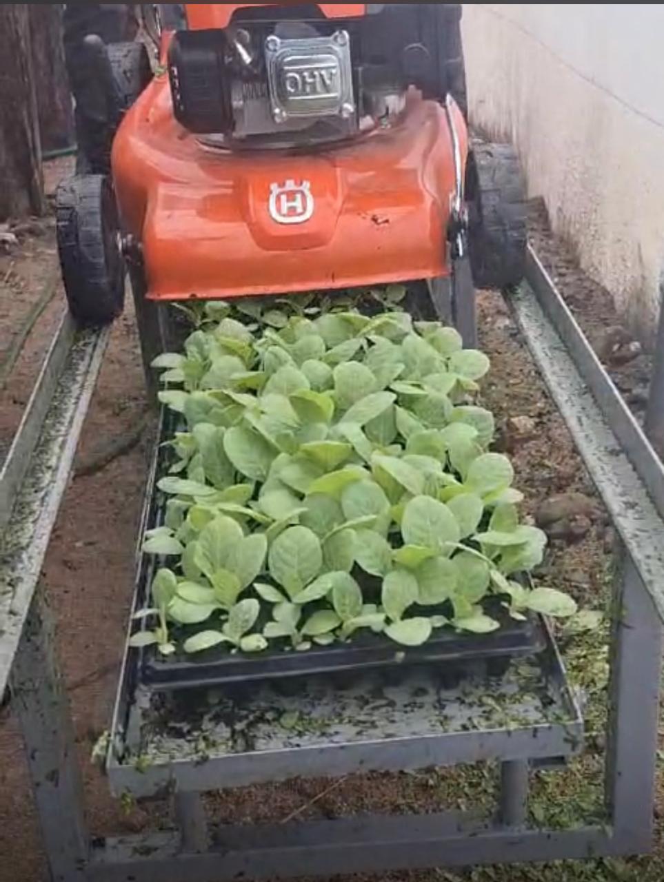 Trasplante mecánico