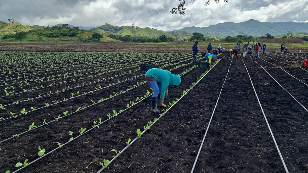 Trasplante manual a campo